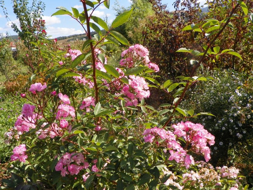 Heavenly Pink - Trandafiri 2019 5