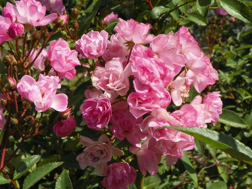 Heavenly Pink - Trandafiri 2019 5