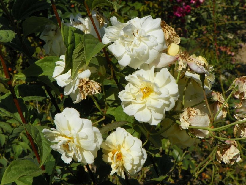 Danae - Trandafiri 2019 5