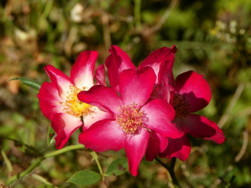 Star Profusion - Trandafiri 2019 5