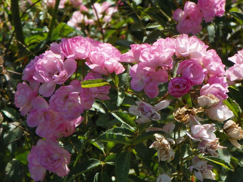 Heavenly Pink - Trandafiri 2019 5