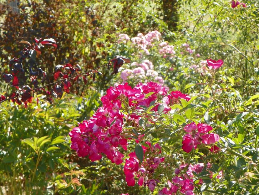 Grand Duc Jean si Heavenly Pink - Trandafiri 2019 5