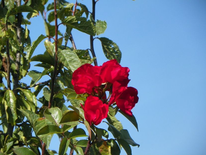Robusta - Trandafiri 2019 5
