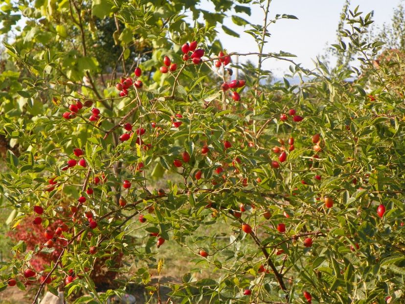 rosa canina - Trandafiri 2019 5