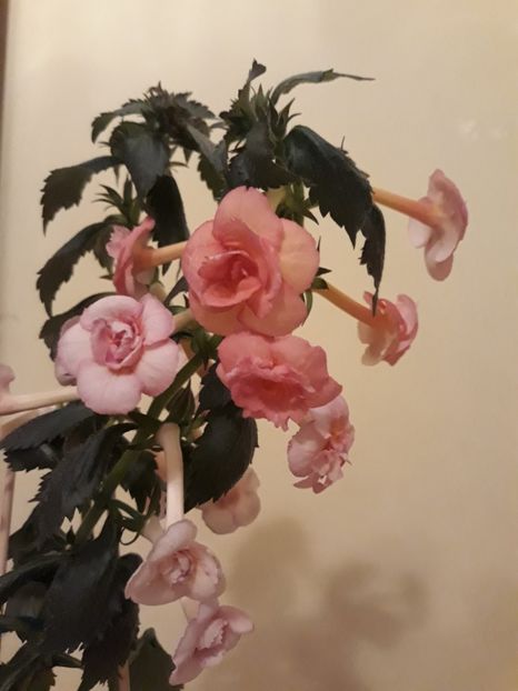  - 0001 2022 - Amelia Vitorino