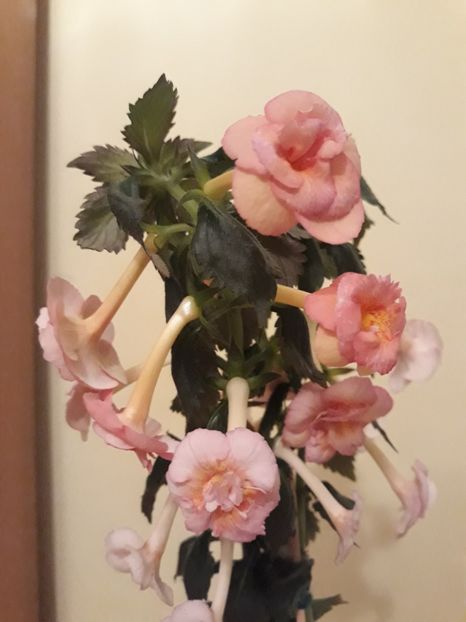  - 0001 2022 - Amelia Vitorino