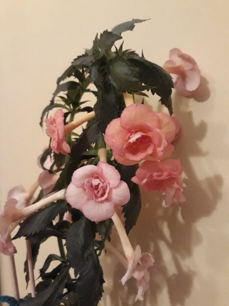  - 0001 2022 - Amelia Vitorino