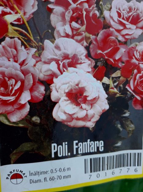poze 682 - Trandafiri 2019