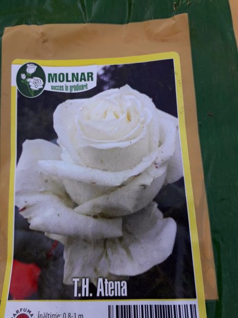 poze 701 - Trandafiri 2019