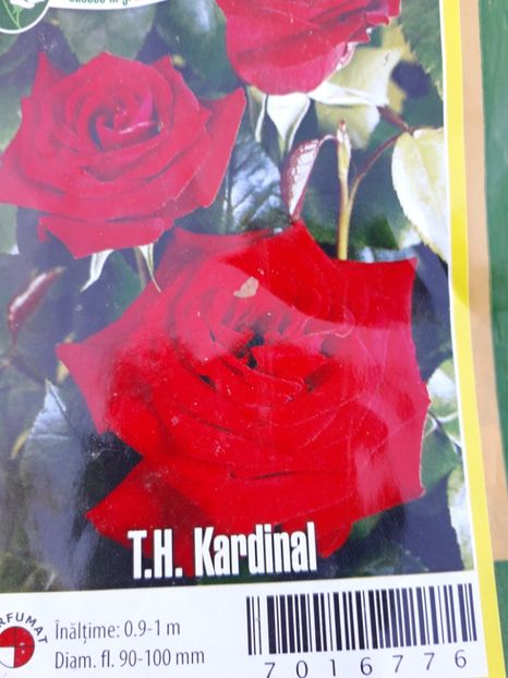 poze 703 - Trandafiri 2019