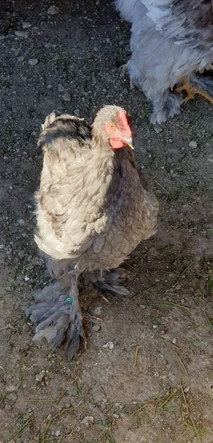 received_2385775608358953 - 00 Poze 2019