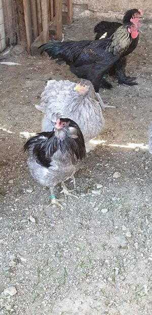 received_2385538255025701 - 00 Poze 2019