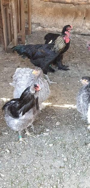 received_2517200331898934 - 00 Poze 2019