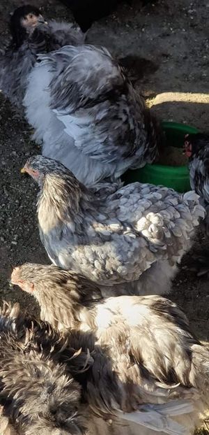 received_391275244879855 - 00 Poze 2019