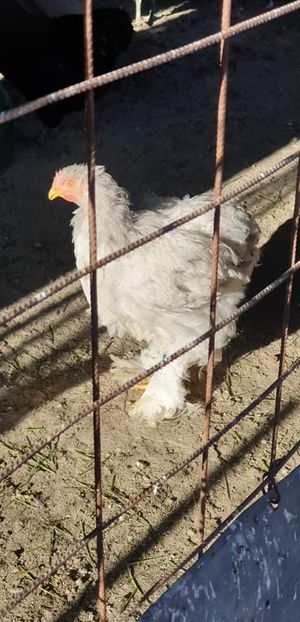 received_354688941922178 - 00 Poze 2019