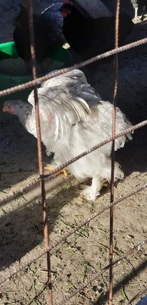 received_379689986313453 - 00 Poze 2019