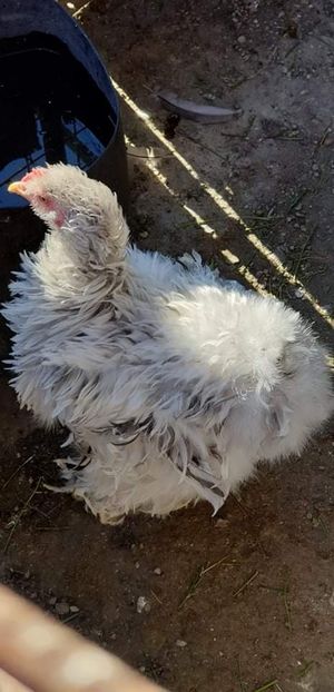 received_656801621480596 - 00 Poze 2019