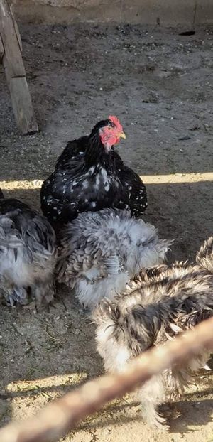 received_2366874440242994 - 00 Poze 2019