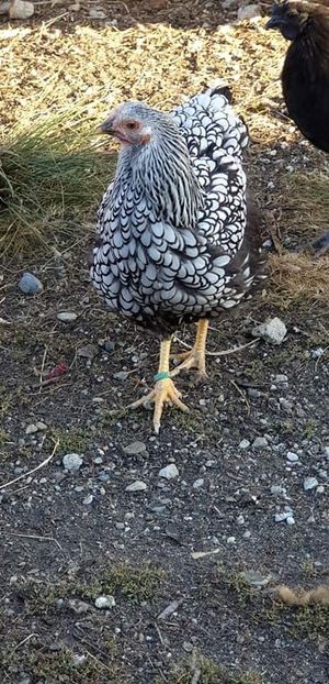 received_2494057280830224 - 00 Poze 2019