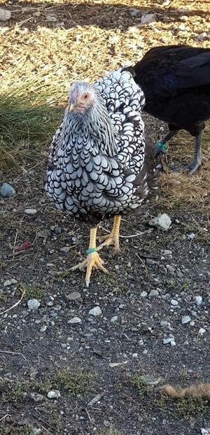 received_839715113089353 - 00 Poze 2019