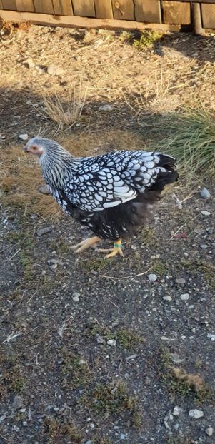 received_393680314655251 - 00 Poze 2019