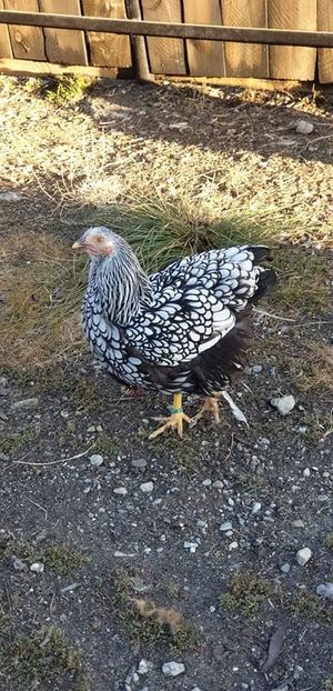 received_2483108371805216 - 00 Poze 2019