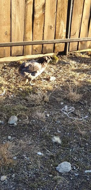 received_729935407432715 - 00 Poze 2019