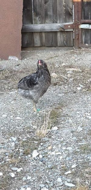 received_525720364668193 - 00 Poze 2019