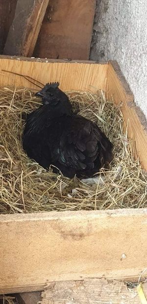 received_2407876206199017 - 00 Poze 2019