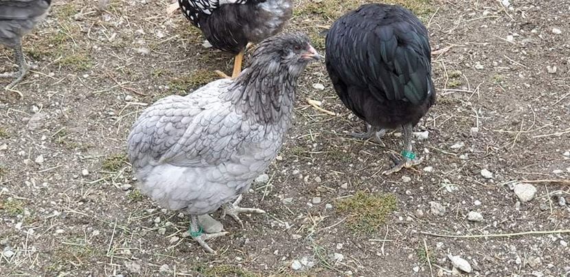 received_795512300904575 - 00 Poze 2019