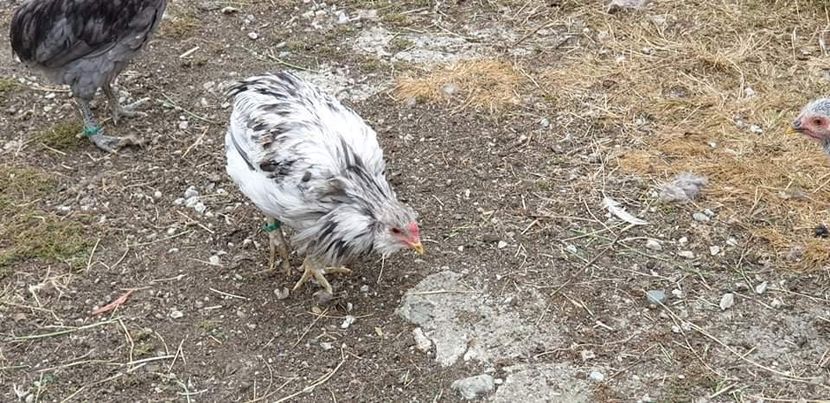 received_329456174521712 - 00 Poze 2019