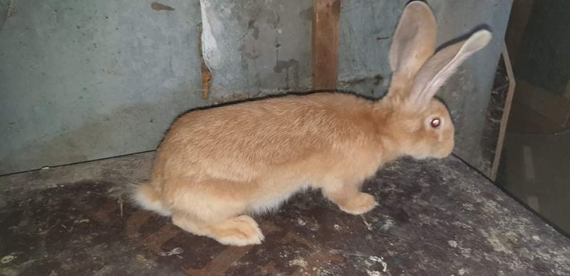 received_728273860948372 - 00 Poze 2019