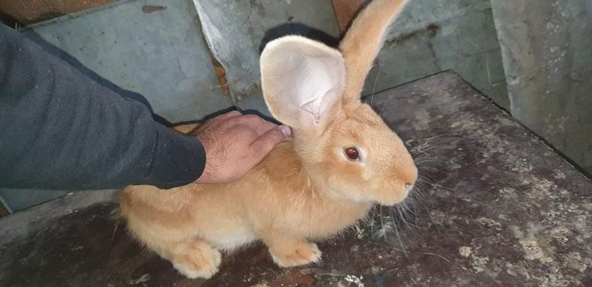 received_940175183029096 - 00 Poze 2019