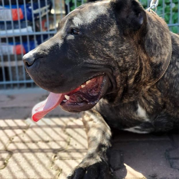 King 8months - Presa canario