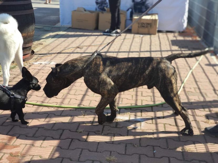 King  8months - Presa canario
