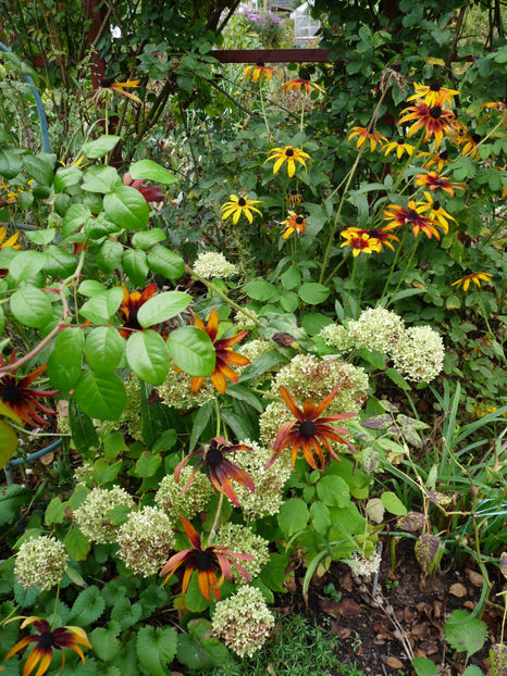  - 2019 - 03 - Toamna