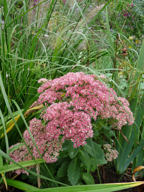  - 2019 - 03 - Toamna