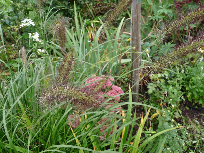  - 2019 - 03 - Toamna