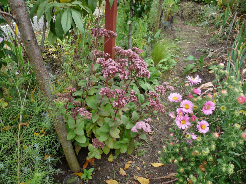  - 2019 - 03 - Toamna