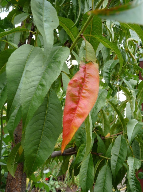  - 2019 - 03 - Toamna