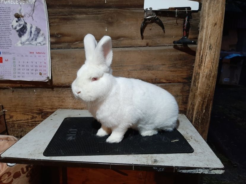 Femela 2019 - TINERET NEO ALB 2019