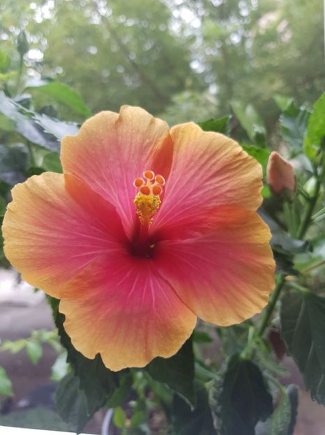  - Hibiscus Jolly