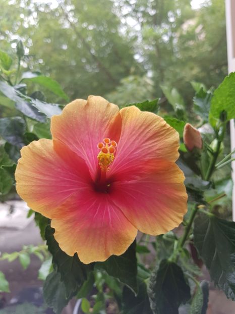  - Hibiscus Jolly