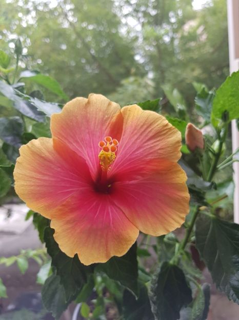 - Hibiscus Jolly