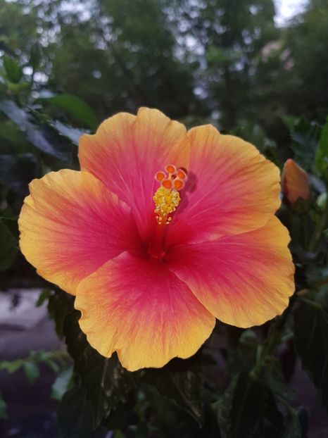  - Hibiscus Jolly