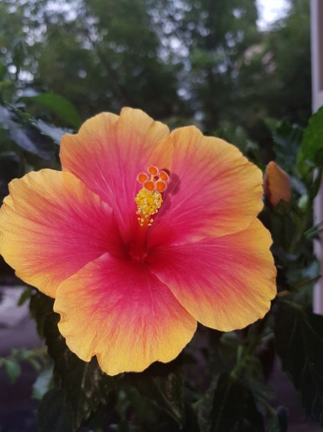  - Hibiscus Jolly