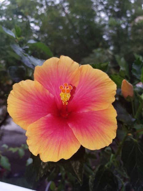  - Hibiscus Jolly