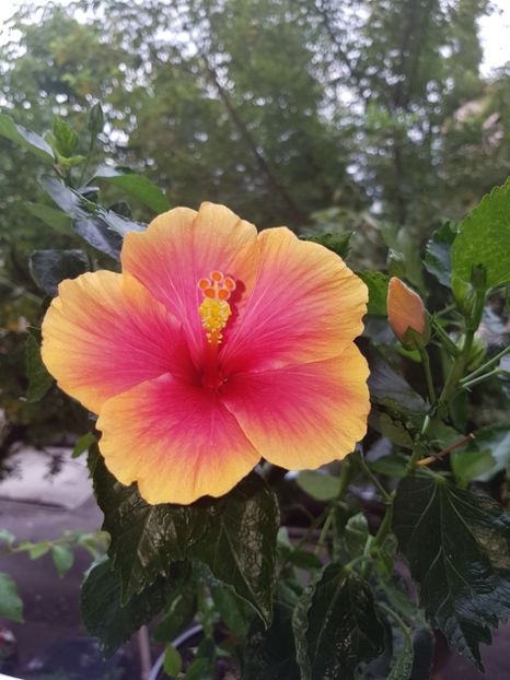  - Hibiscus Jolly
