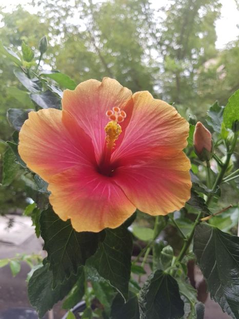  - Hibiscus Jolly