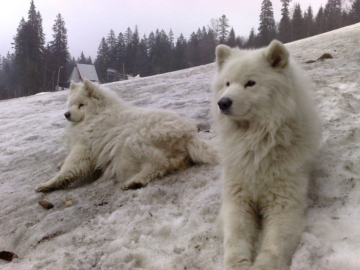 samoyezi1 - Catelusi scumpiki